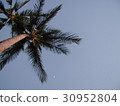 Palm tree 30952804