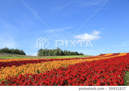 美瑛町四季彩之丘花園全景 30952837