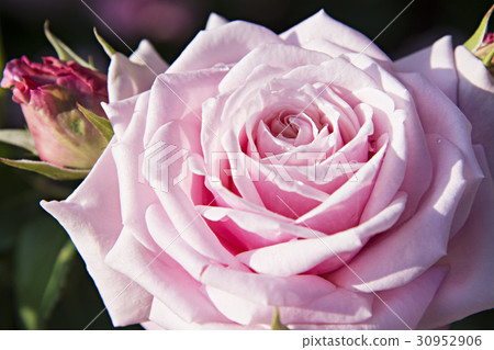 桃紅色顏色玫瑰色花圖像照片 30952906