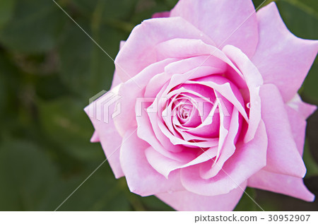 桃紅色顏色玫瑰色花圖像照片 30952907