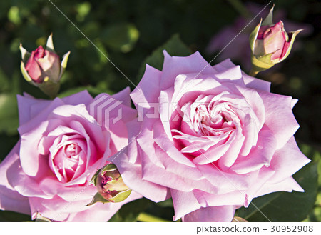 桃紅色顏色玫瑰色花圖像照片 30952908