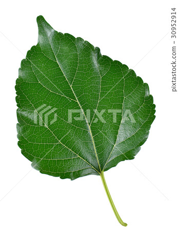 Mulberry leaves isolated on white background. 30952914