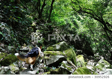 Walking in the fresh green Walking in the fresh green 30952926