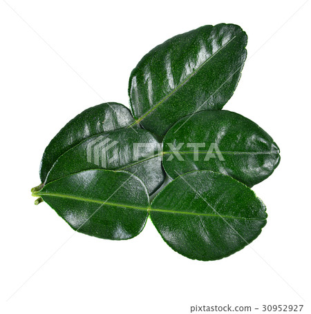 Bergamot leaf on white background. 30952927