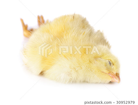 die chick on white background die chick on white background 30952979