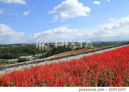 美瑛町四季彩之丘花園全景 30953047