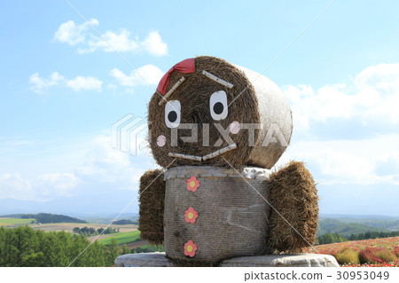 美瑛町四季彩之丘花園全景 30953049