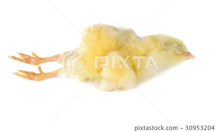 die chick on white background die chick on white background 30953204