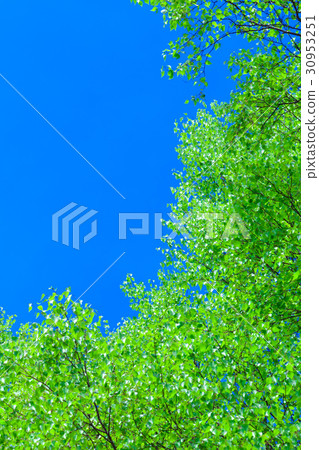 Fresh green trees Fresh green trees 30953251