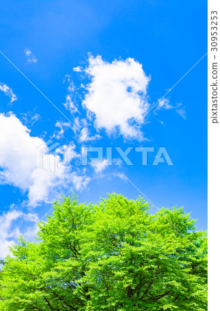 Fresh green trees and clouds Fresh green trees and clouds 30953253