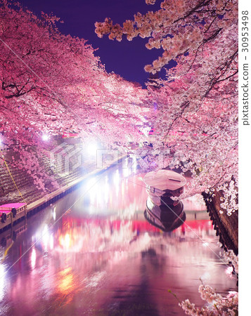 April Gifu Ogaki Funamachi River Minato Yuka cherry light up 30953498