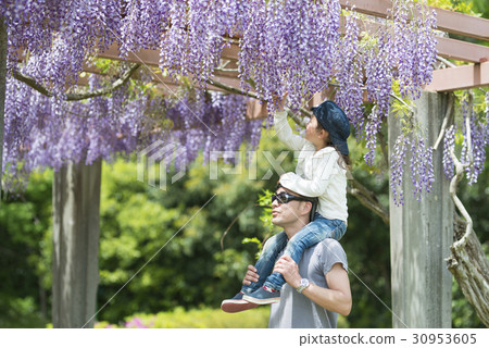 Parents and children wearing a shoulder car and wisteria flowers 30953605