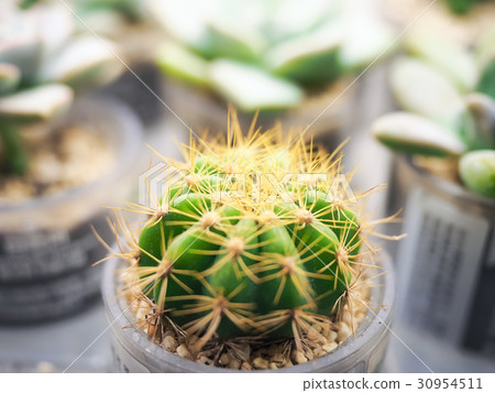 Small potted plants Small potted plants 30954511
