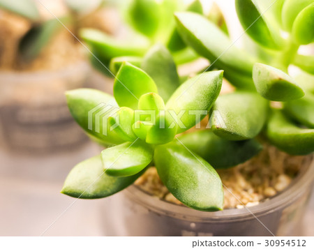 Small potted plants Small potted plants 30954512