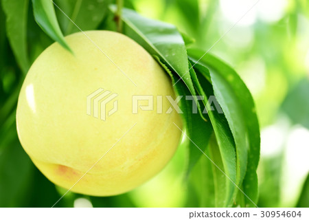 It is Shimizu white peach of the birthplace of Shimizu white peach of the fruit kingdom Okayama. 30954604