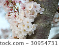 Sakura Sakura 30954731