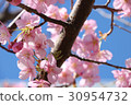 Kawazu Sakura blue sky 30954732