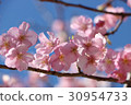 Kawazu Sakura blue sky 30954733