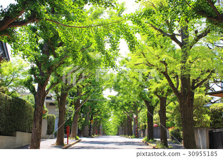 Den-en shofu no.Lined avenue 30955185