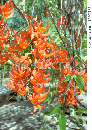 Mucuna bennettii or Red Jade Vine Mucuna bennettii or Red Jade Vine 30955224
