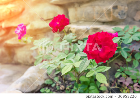 beautiful red rose in garden beautiful red rose in garden 30955226