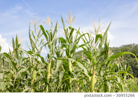 Corn farm with blue sky Corn farm with blue sky 30955266