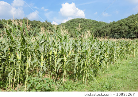 Corn farm with blue sky Corn farm with blue sky 30955267