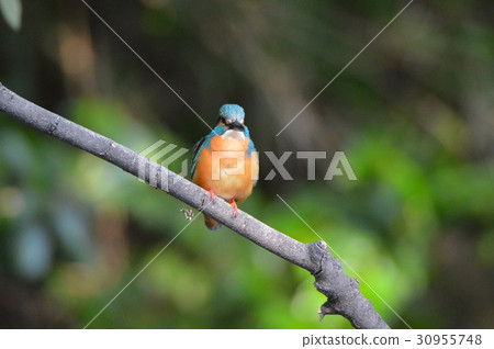 山間溪流的寶石“翠鳥（雄性）”（Negawa Greenery Road /立川公園/立川市，東京） 30955748
