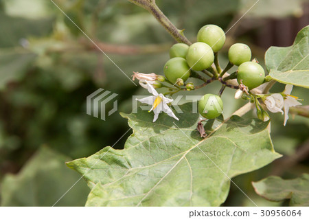 Fruits and flowers Turkey berry 30956064