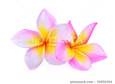 frangipani or plumeria (tropical flowers) isolat frangipani or plumeria (tropical flowers) isolat 30956304