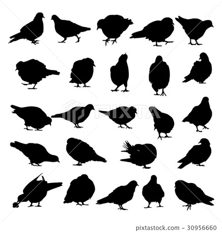 Collection of silhouettes of pigeons. Collection of silhouettes of pigeons. 30956660
