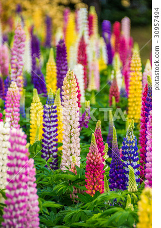 Lupine Lupine 30957494