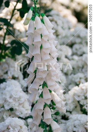White digitalis 30957503
