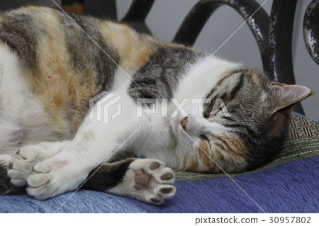 Stray cats sleeping at the station bench 30957802