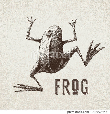 Vector frog painted in engraving style. Eps8. RGB 30957944