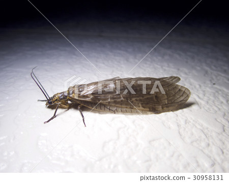 蛇科三個月 30958131