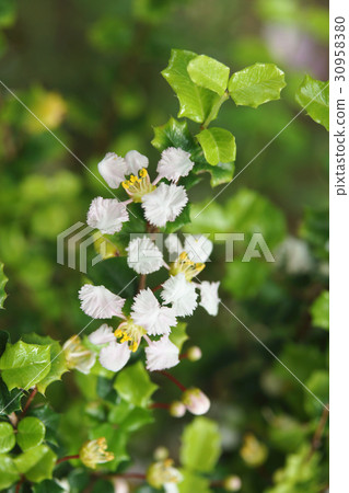 Thorn leaf Thorn leaf 30958380