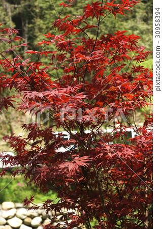 秋天的樹葉 秋天的樹葉 30958394