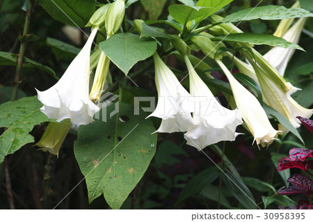 Datura flowers 30958395