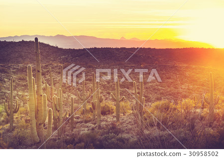 Cactus 30958502