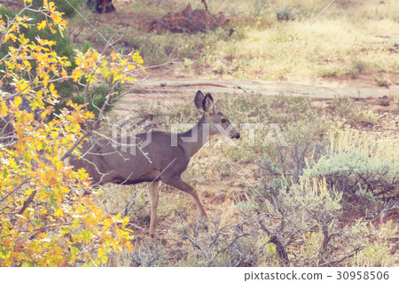 Deer 30958506