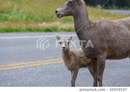 Goat in Canada Goat in Canada 30958507