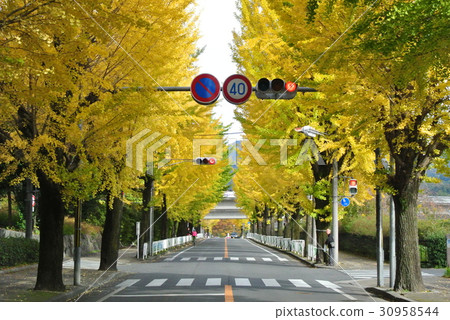 Tenri gingko line trees Tenri gingko line trees 30958544