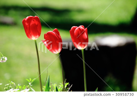鬱金香，紅色鬱金香， 30958730