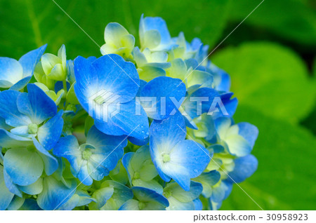 Hydrangea began to be colored Haydn's rain drop blue a-2 Close-up 30958923