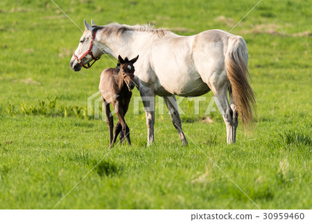 Thoroughbred parent and child of breeding ranch Thoroughbred parent and child of breeding ranch 30959460