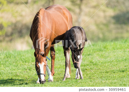 Thoroughbred parent and child of breeding ranch 30959461