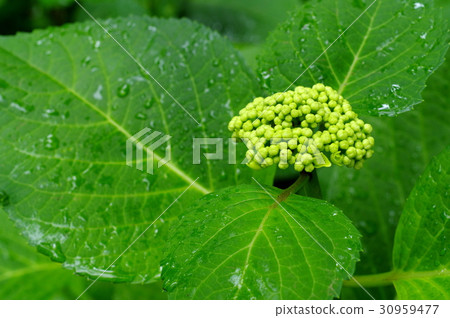 雨的下落在芽的八仙花屬的 30959477