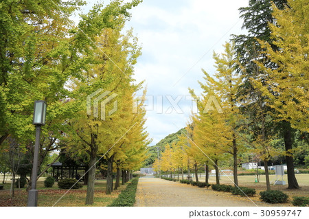Ginkgo bunches at Shiroyama Park 30959747