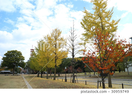 Ginkgo bunches at Shiroyama Park 30959749